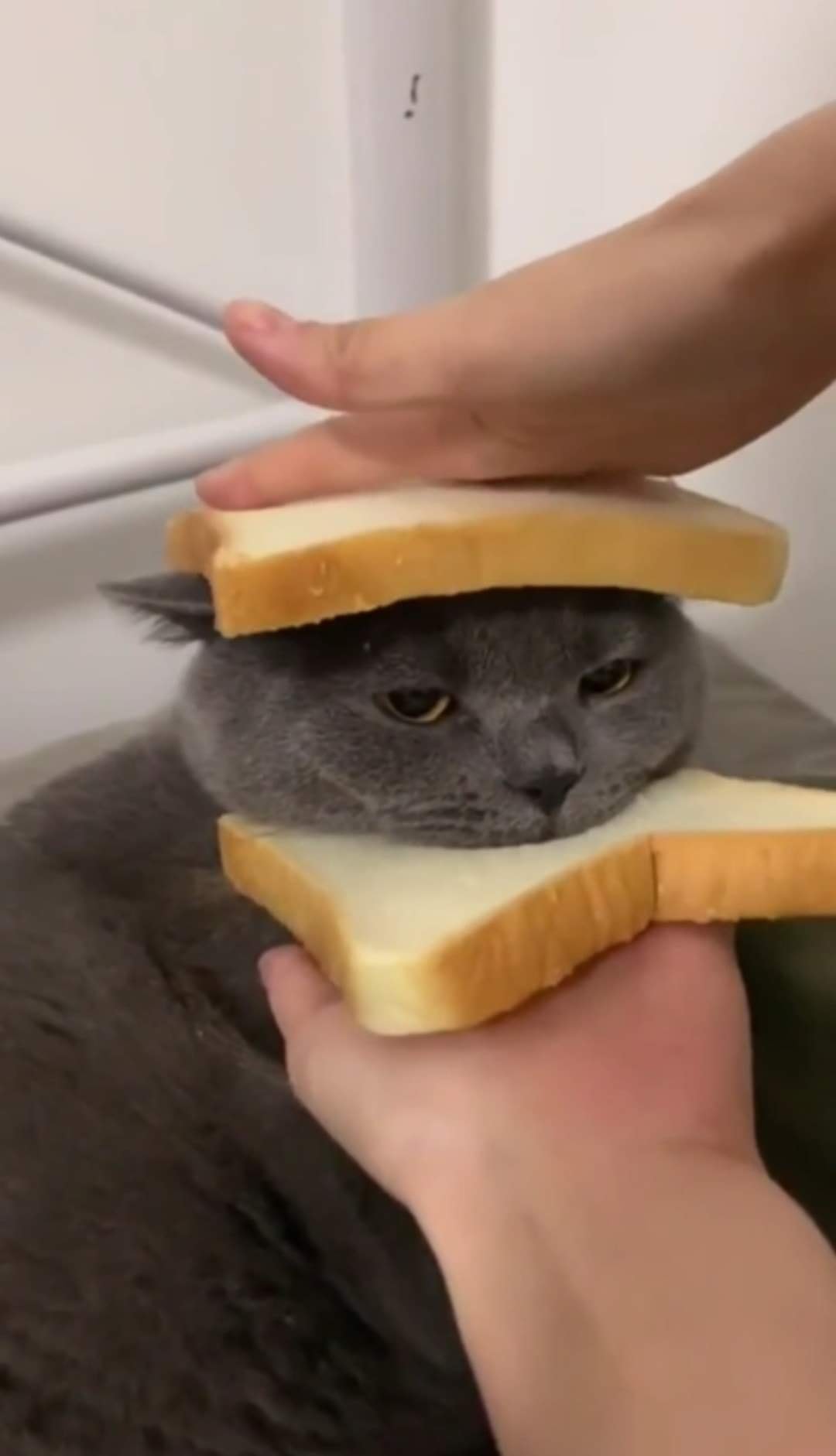 要來點營養好吃的貓貓三明治嗎？