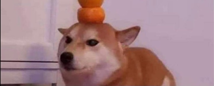 【可愛動物】橘子狗狗！